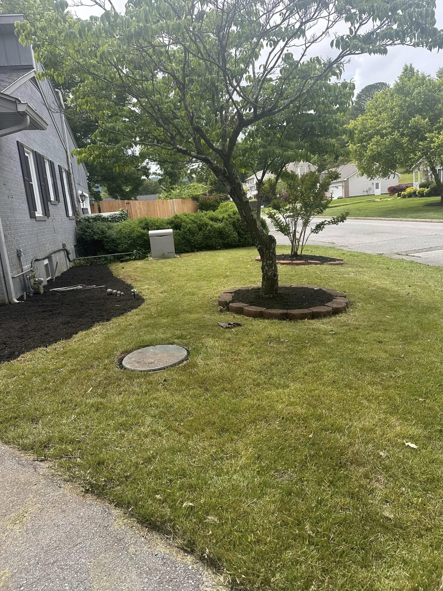 tree after
