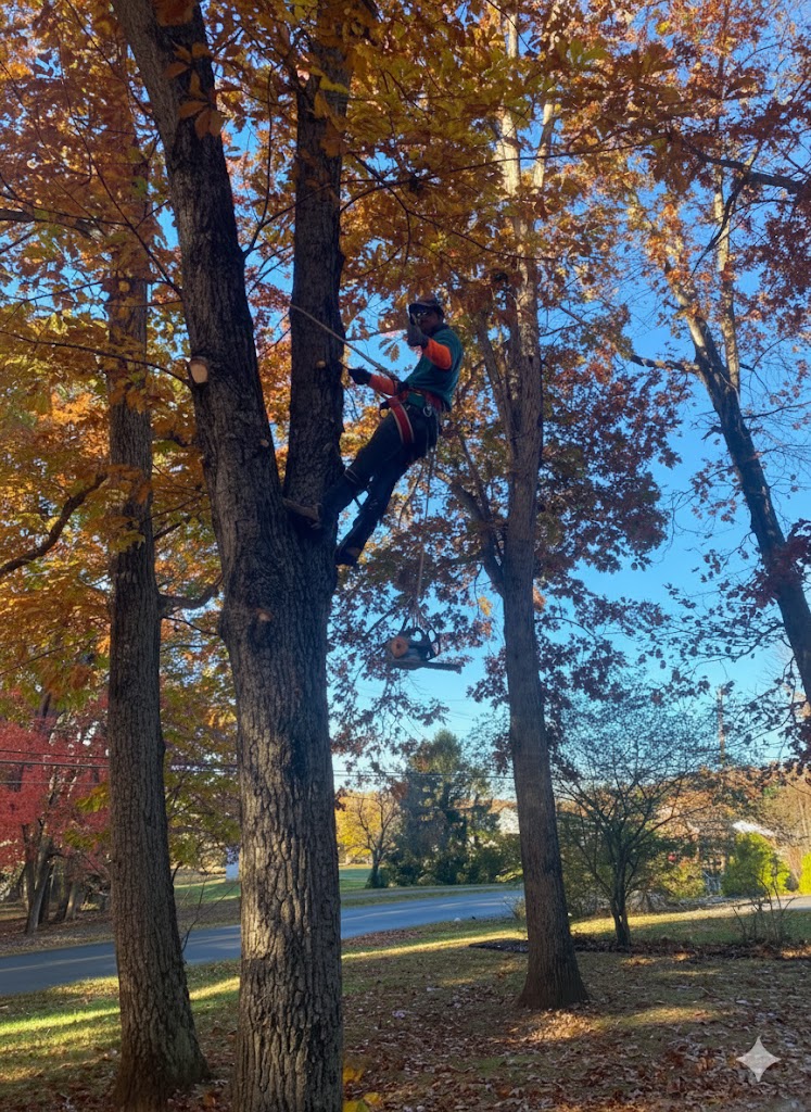 tree trimming