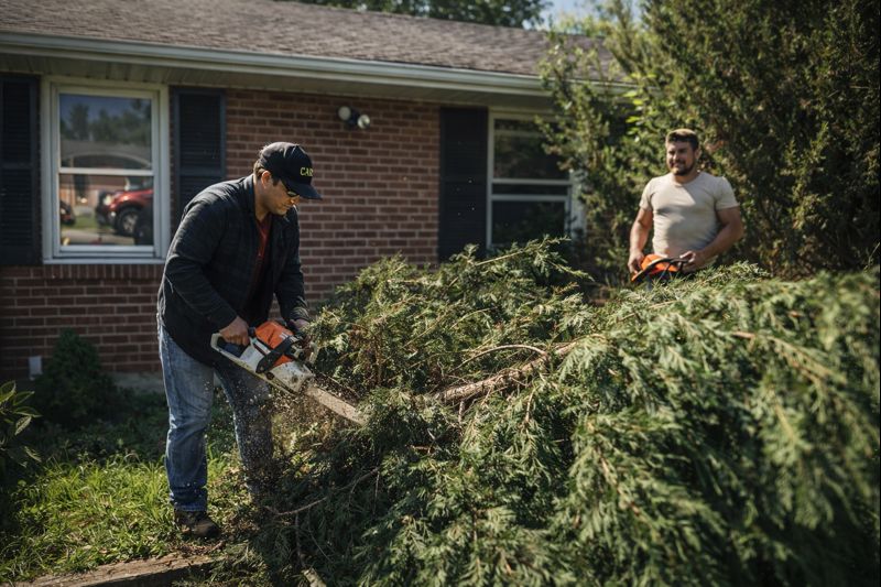 services treetrimming