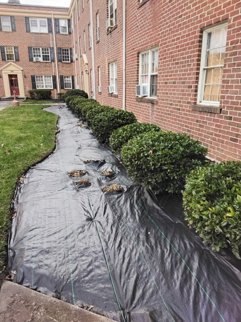 Core aeration and overseeding service for a healthy lawn in VA.